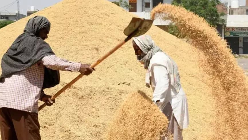 Rains Loom: Paddy Shifting Urgently Underway in Adilabad