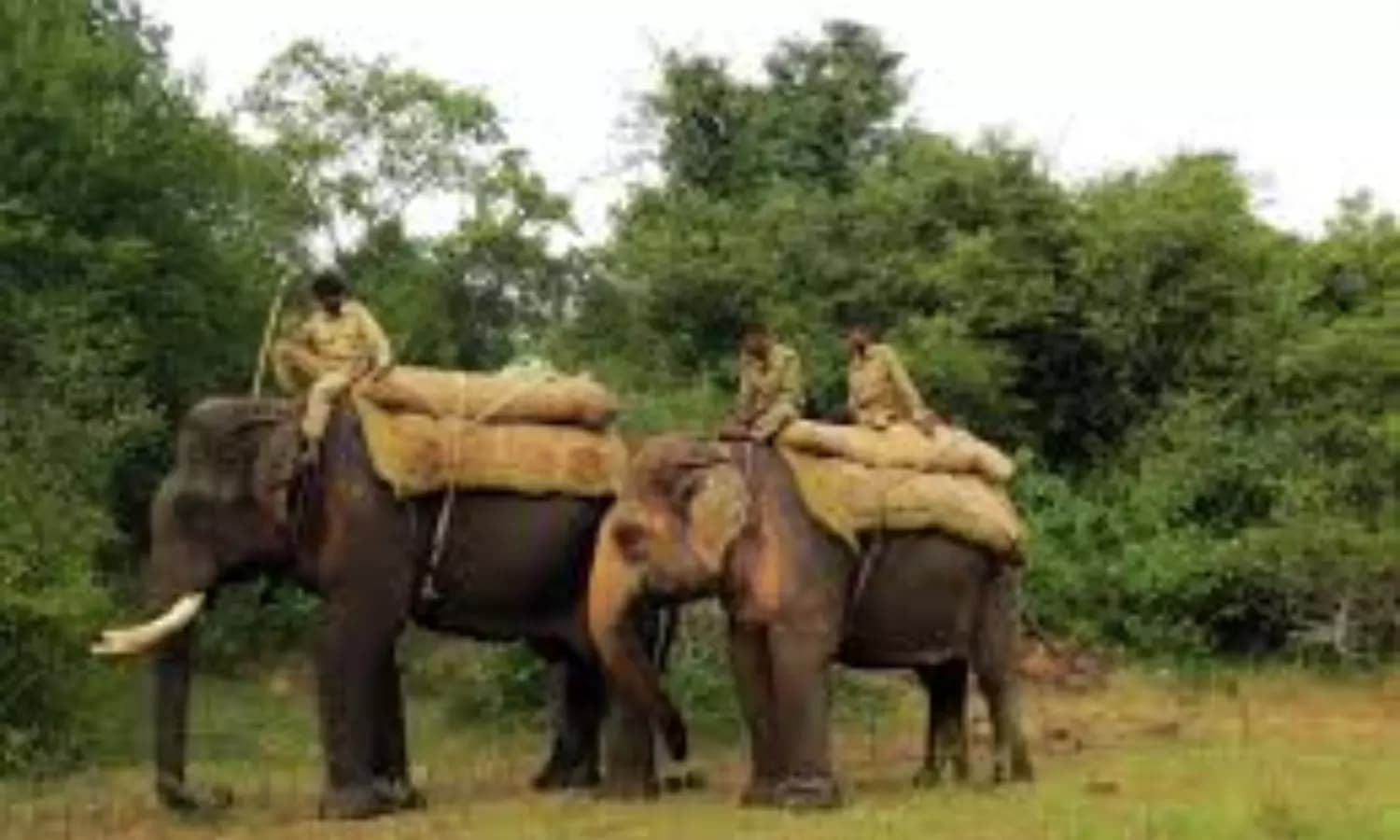 Manyam Farmers Demand Deployment of Trained Elephants to Protect Crops