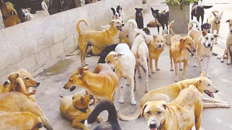 MMC Releases Zone-Wise Contact Details for Livestock Issues