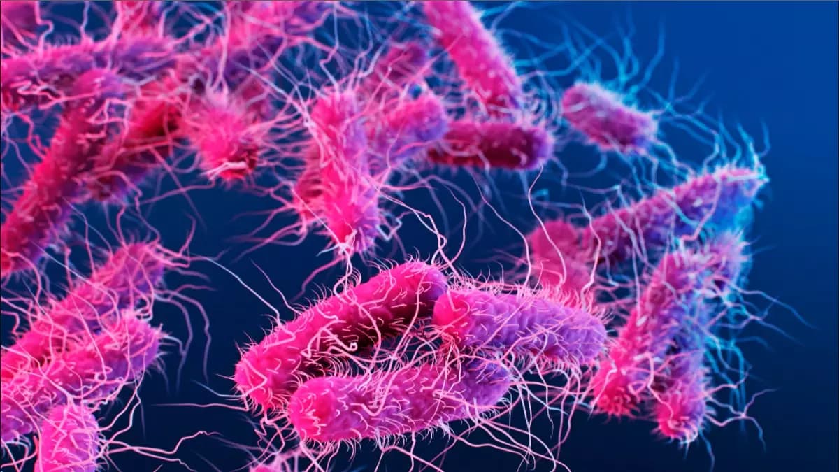 Rising Shigella Cases in Kerala; All Nipah Contacts Test Negative for Virus