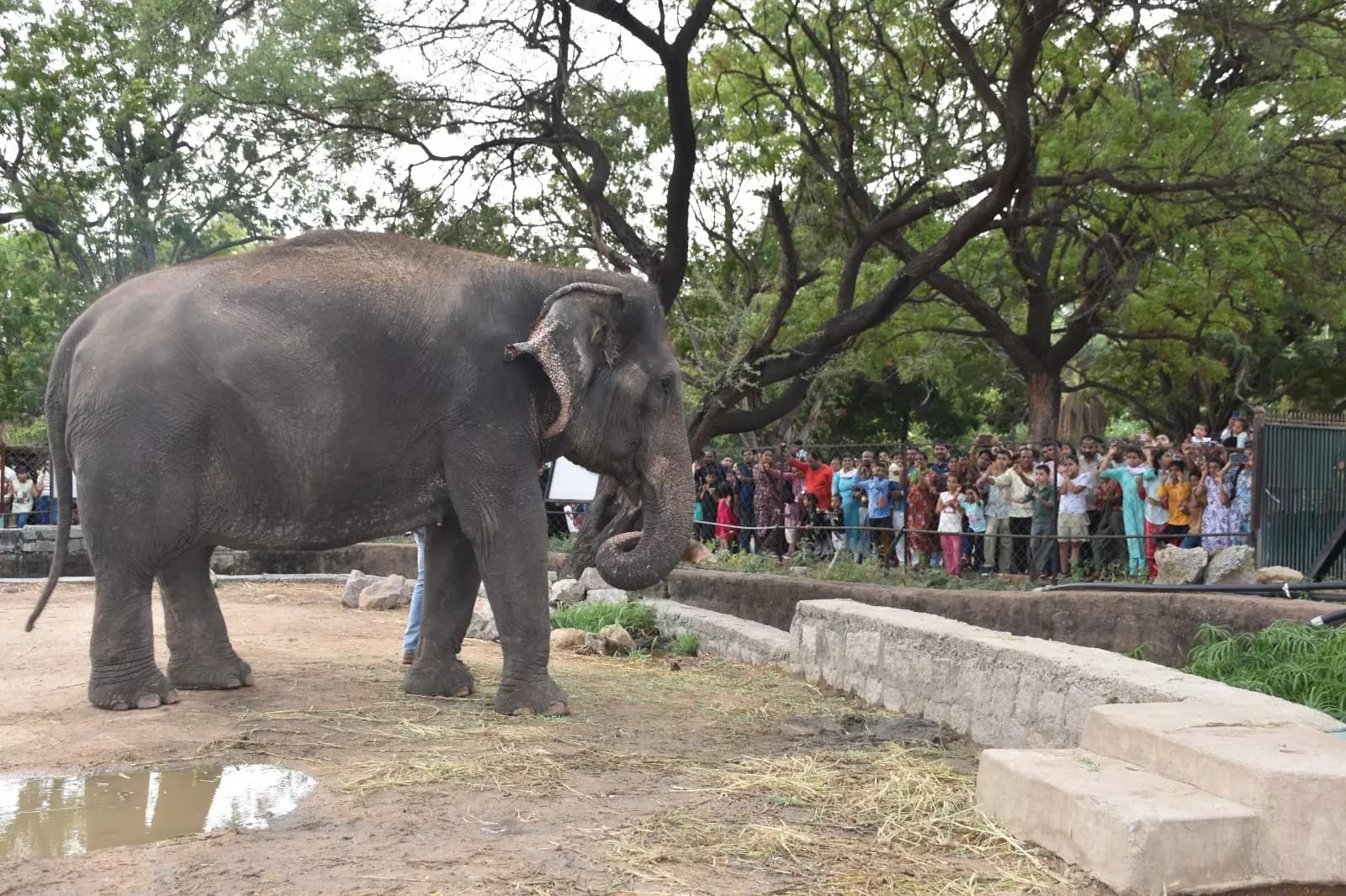 Nehru Zoological Park Sets Another Record: 24,210 Visitors in a Single Day