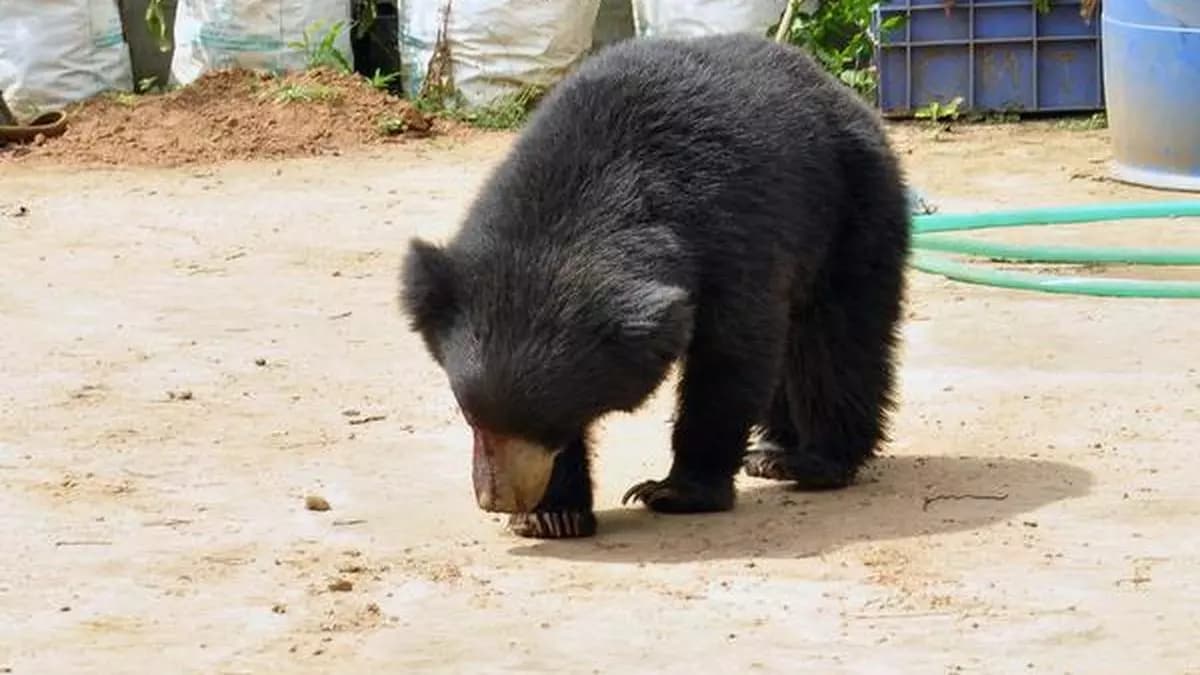 Sloth Bear Electrocuted in Mango Orchard in Anantapur District