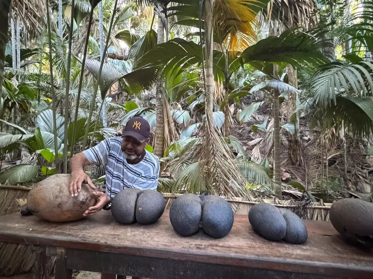 The Tiny Gecko Sustaining the World’s Heaviest Seed, The Coco de Mer