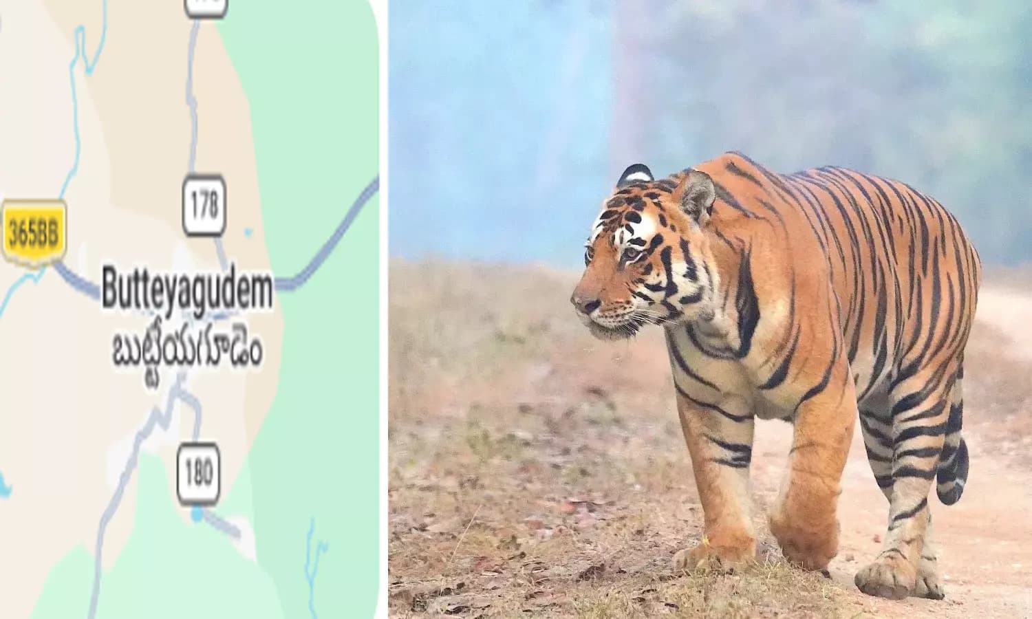 Male Tiger Strays from Papikondalu Forest Reserve, Moves Towards Buttayagudem