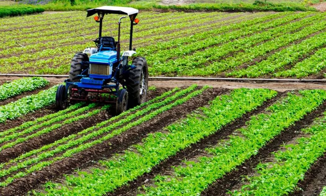 National Agro Foundation Partners With Walmart to Support Andhra Pradesh Farmers
