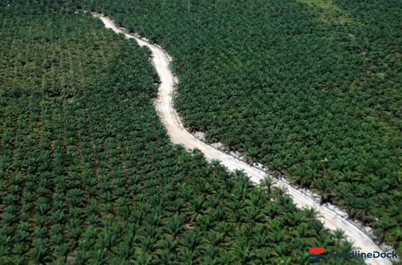 The Hidden Environmental Costs of Industrial Forest Plantations in Iberia