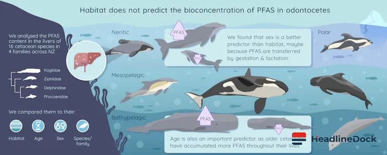 Levels of Forever Chemicals in Whales and Dolphins Are Rising Globally