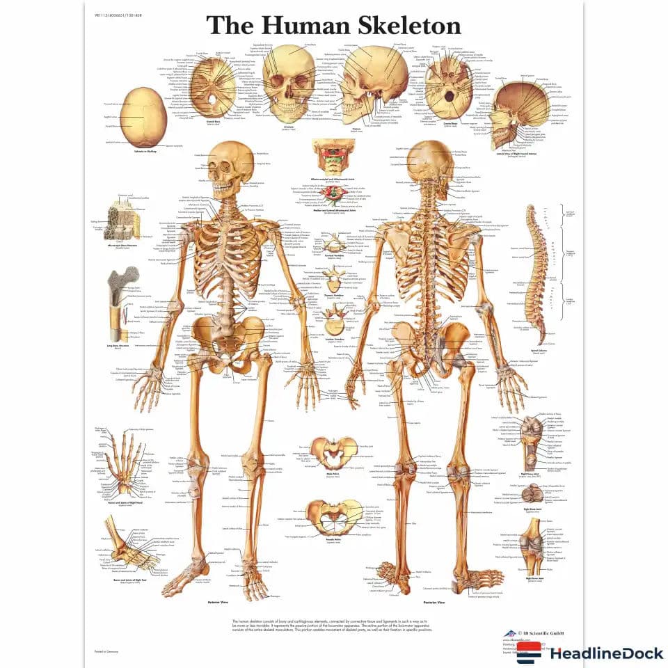 The Science of Bone Health: How Your Skeleton Supports Overall Wellness