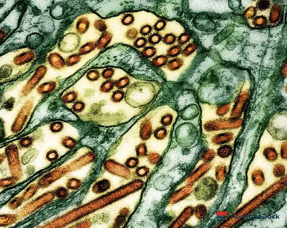 Understanding the Risk of H5N1 Bird Flu to Humans in Australia