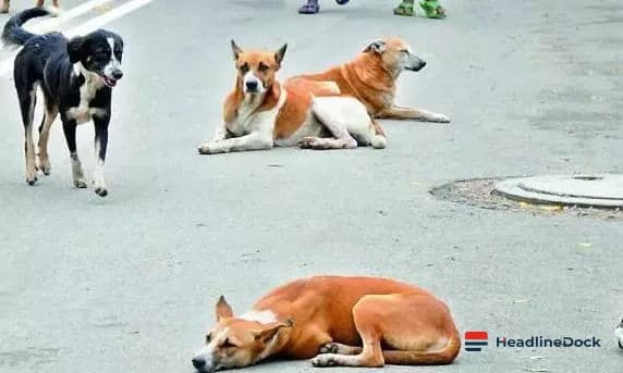 Mysuru Establishes Dedicated Stray Dog Feeding Zones Across the City