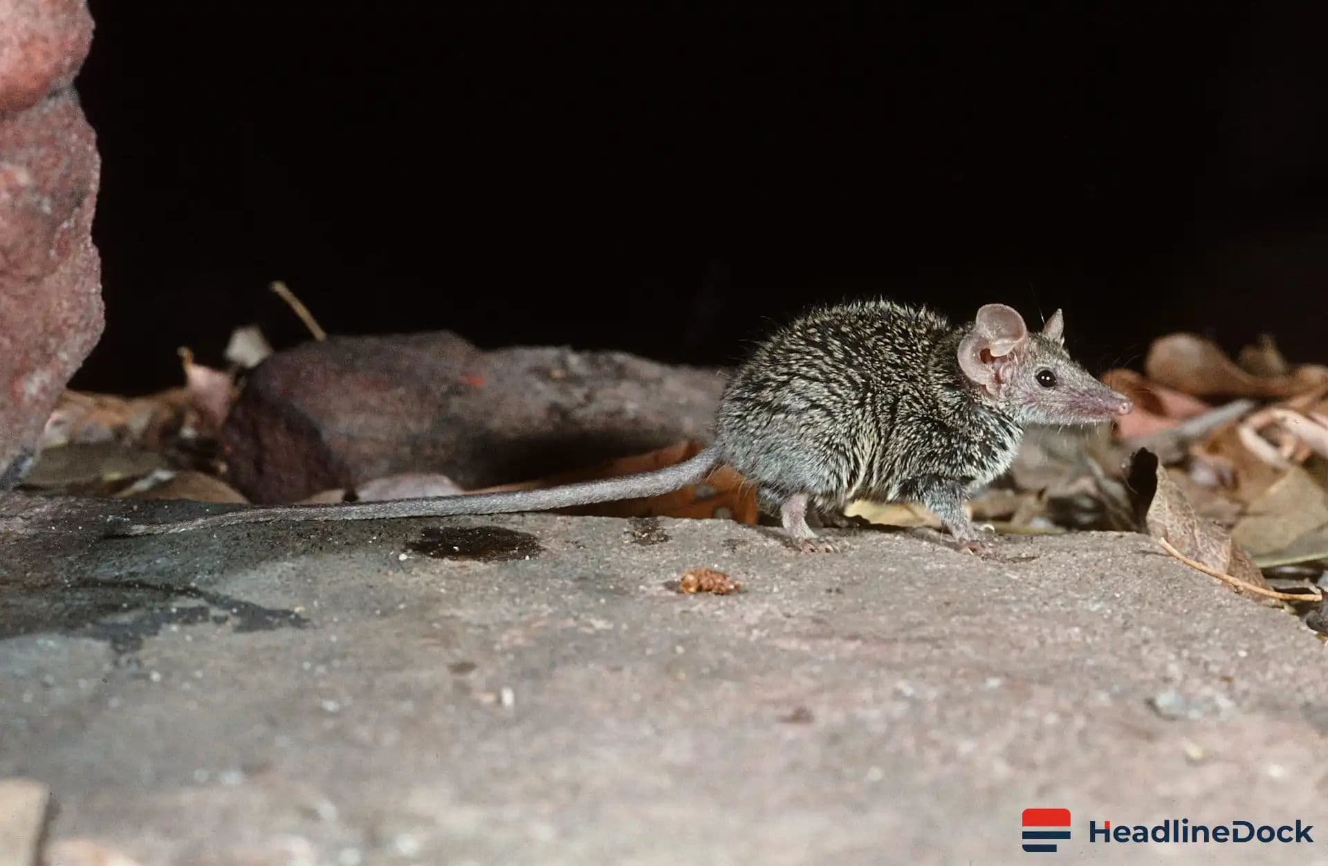 Researchers Discover New Ferocious Australian Mammal Species Using Museum Specimens