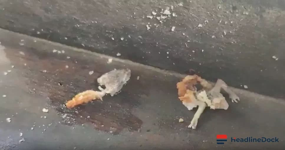Lizard Found in Vada at Warangal Tiffin Centre Sparks Food Safety Concerns