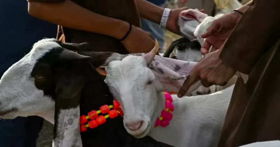 Nellore Strictly Regulates Animal Slaughter as Bakrid Approaches