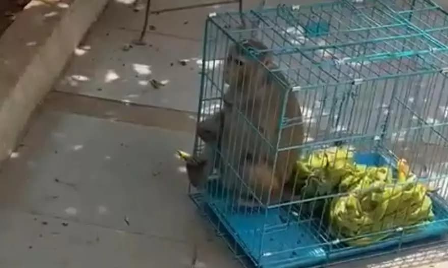 Macaque Rescued from Circus Abuse